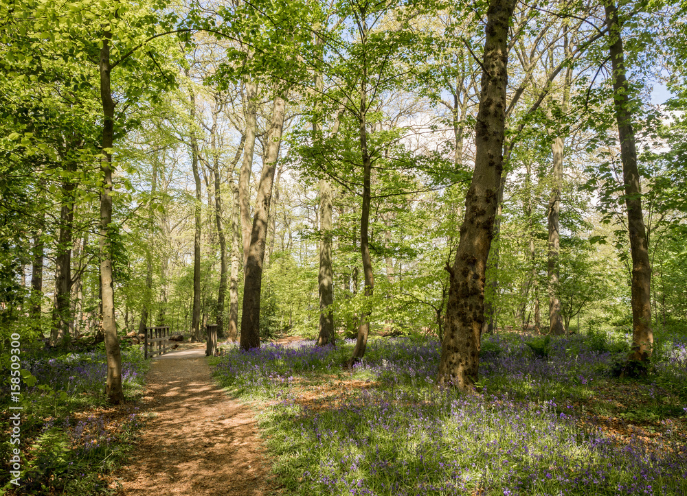 Fototapeta premium Bluebells in woods at Rufford Old Hall, Rufford, Lancashire, UK
