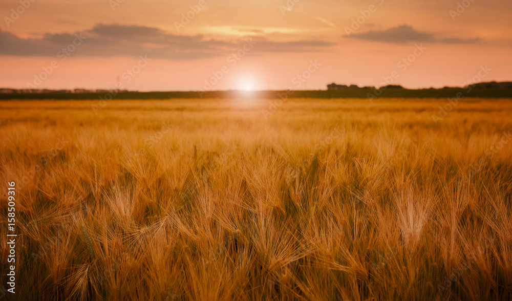 Barley field at sunset