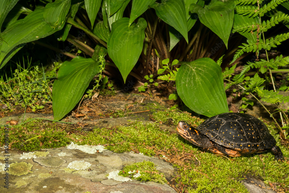 Fototapeta premium A Spotted Turtle crawling over a mossy stone.