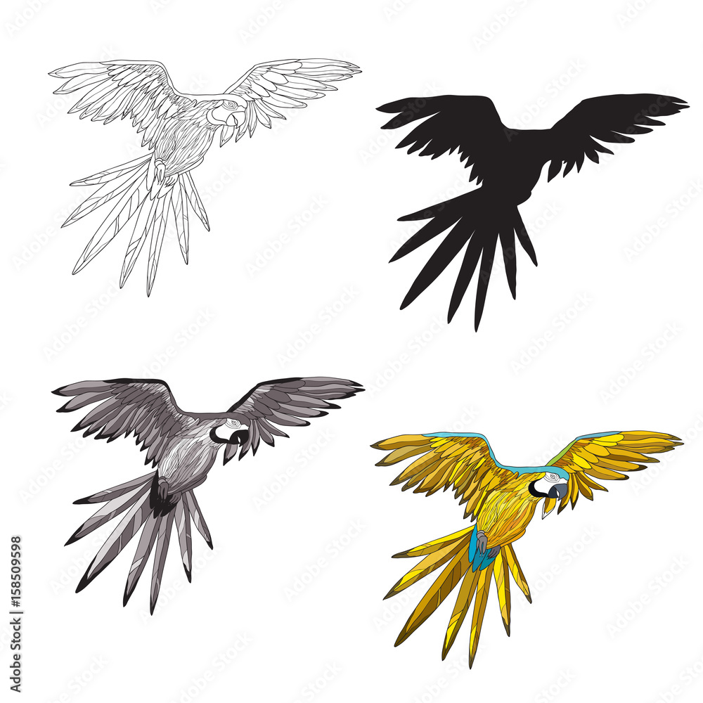 Fototapeta premium Vector illustration. A flying parrot with yellow and turquoise wings. Black and white line, silhouette, black and white, gray and color image