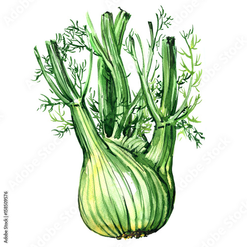 Fresh organic fennel bulb with leaves isolated, watercolor illustration on white
