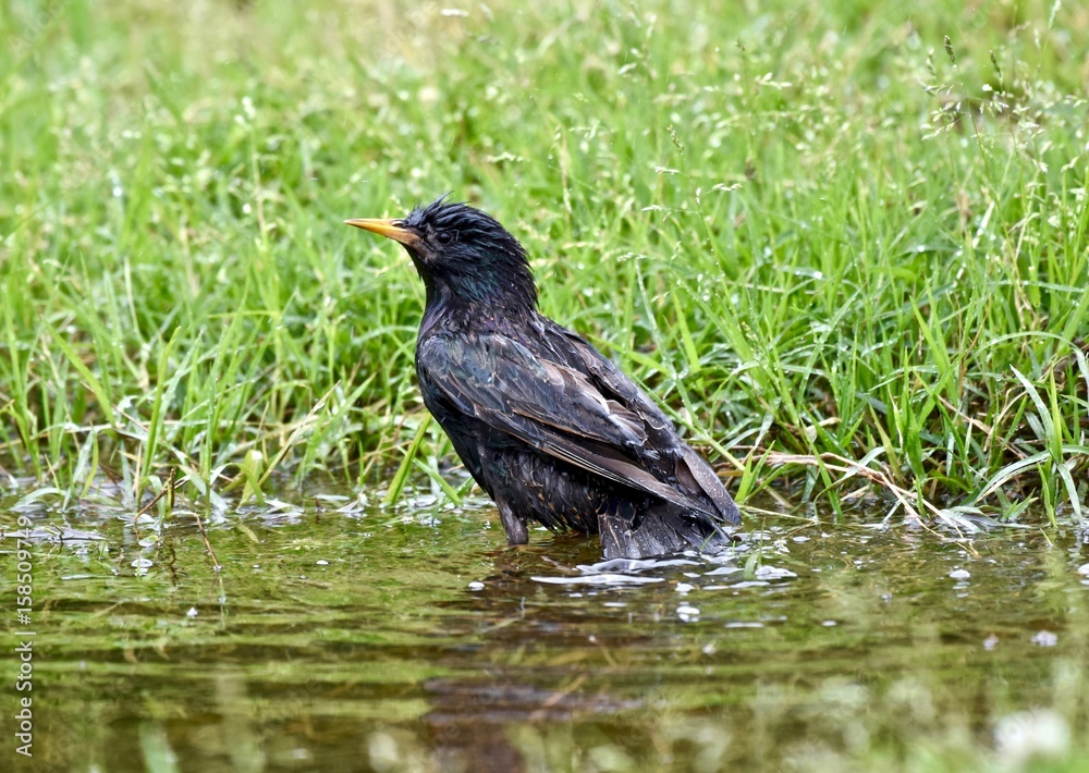 Obraz premium European starling (Sturnus vulgaris) bathing in a small puddle of water