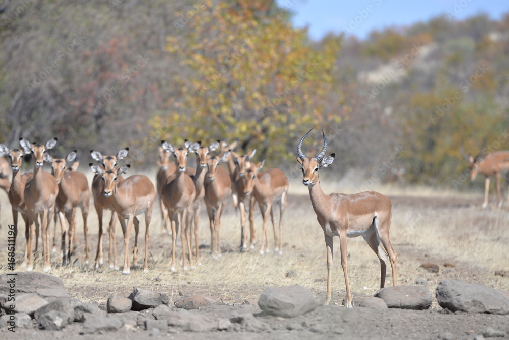Impala Impala
