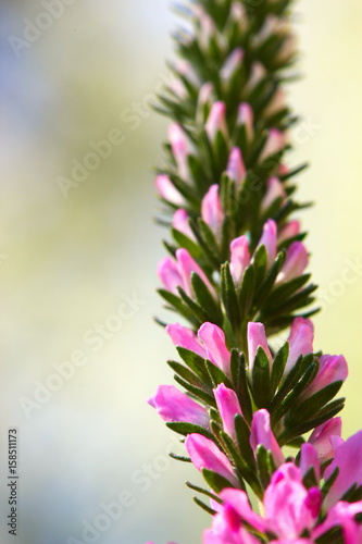 Spikes of pink Veronica flowers, selective focus