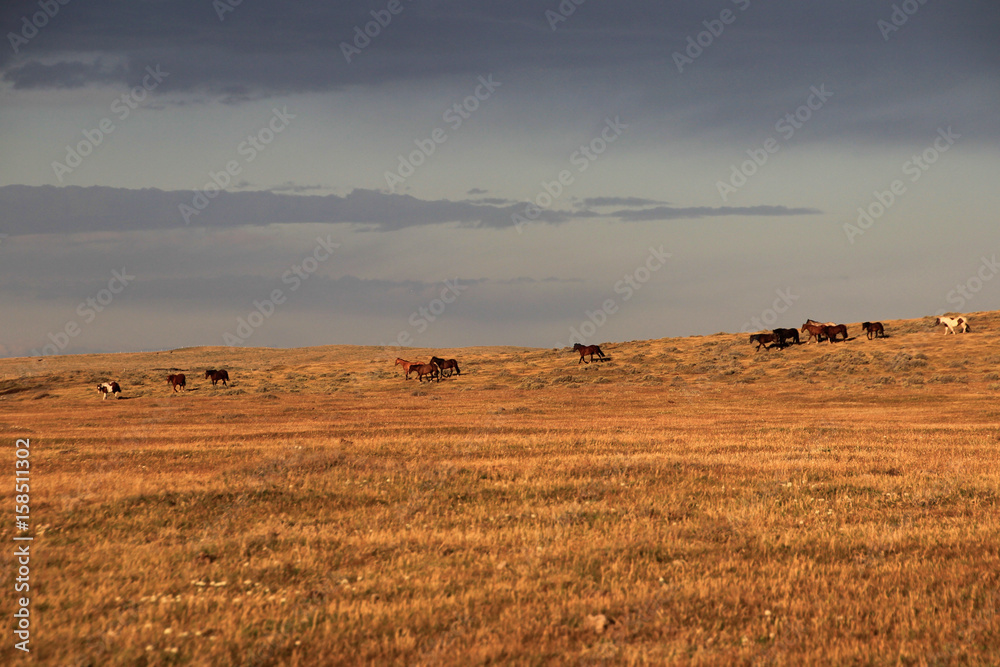 Wild horses, near Porvenir, Tierra Del Fuego, Patagonia Chile