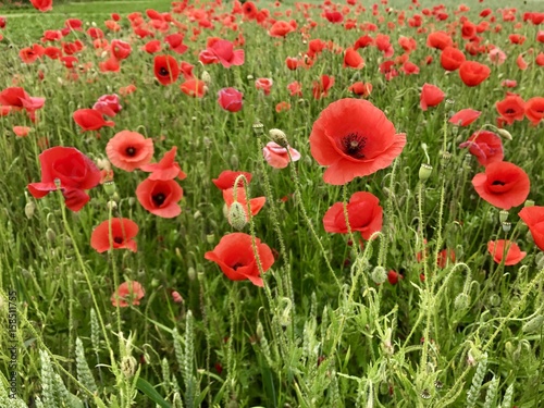 Roter Mohn auf dem Mohnfeld in der Natur