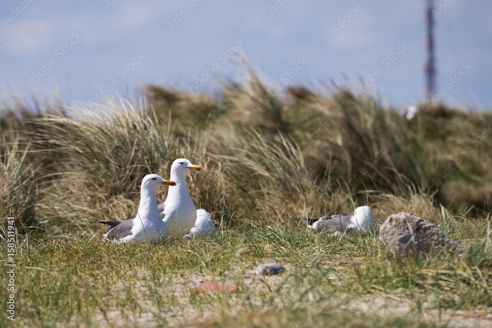 Obraz premium Group of seagulls or european herring seagulls on the nesting site during the nesting in the spring. Colony of birds is on grass covered sand dunes on the coast of north sea on the island Heligoland.