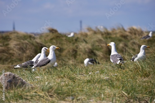 Group of seagulls or european herring seagulls on the nesting site during the nesting in the spring. Colony of birds is on grass covered sand dunes on the coast of north sea on the island Heligoland. 