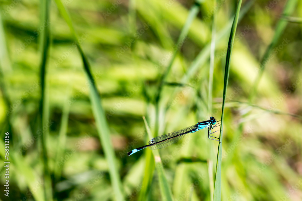 Libelle Libelle