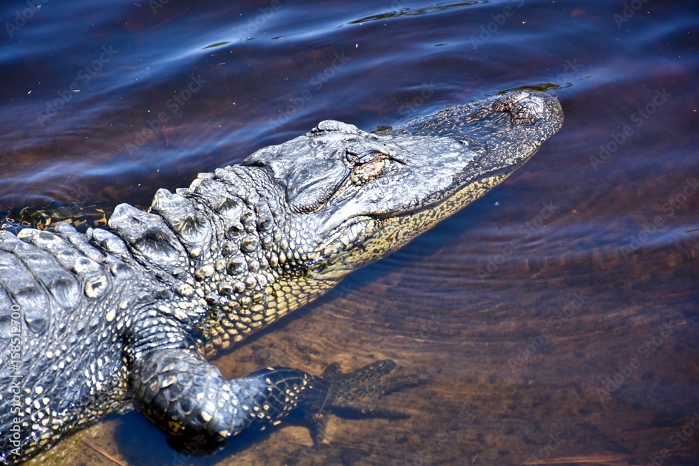 American alligator (Alligator) basking in the sun on the edge of a wetland area