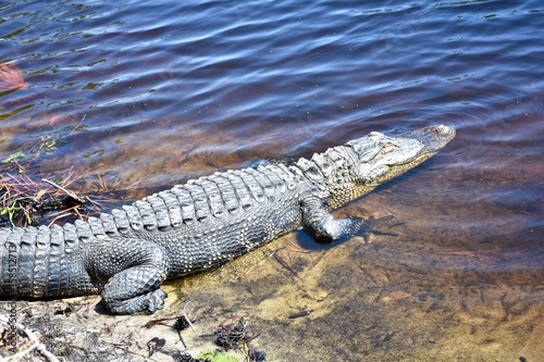 American alligator  Alligator  basking in the sun on the edge of a wetland area