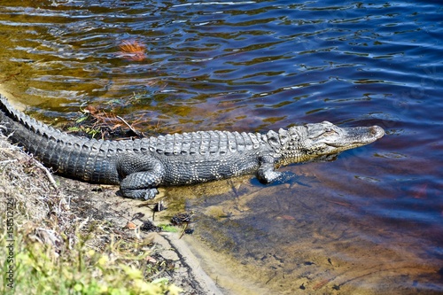 American alligator (Alligator) basking in the sun on the edge of a wetland area