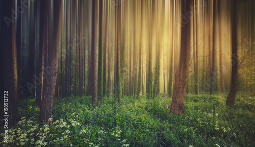 Magic foggy forest. Beautiful sunrise in morning forest