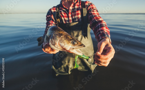 Fototapeta Naklejka Na Ścianę i Meble -  The fisherman is holding a fish Zander caught on a hook in a freshwater pond.