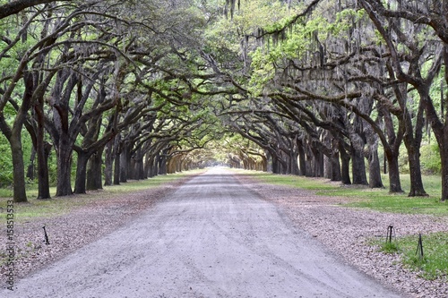 Historic Wormsloe plantation entrance photo