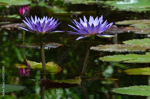 Twin water lilies