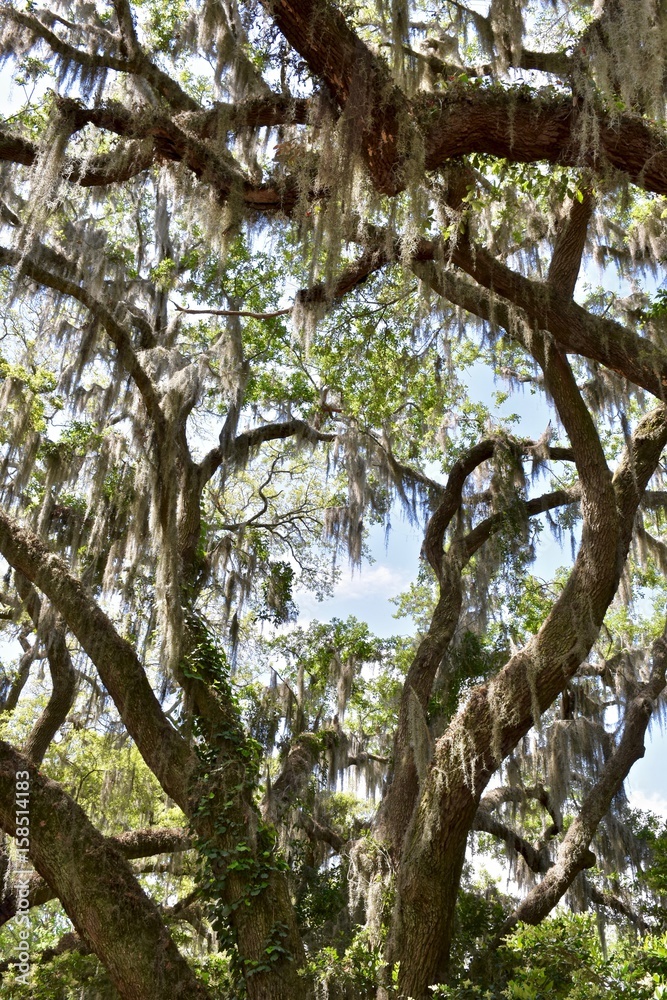 Fototapeta premium Spanish moss (Tillandsia usneoides) hanging from beautiful oak tree (Quercus)