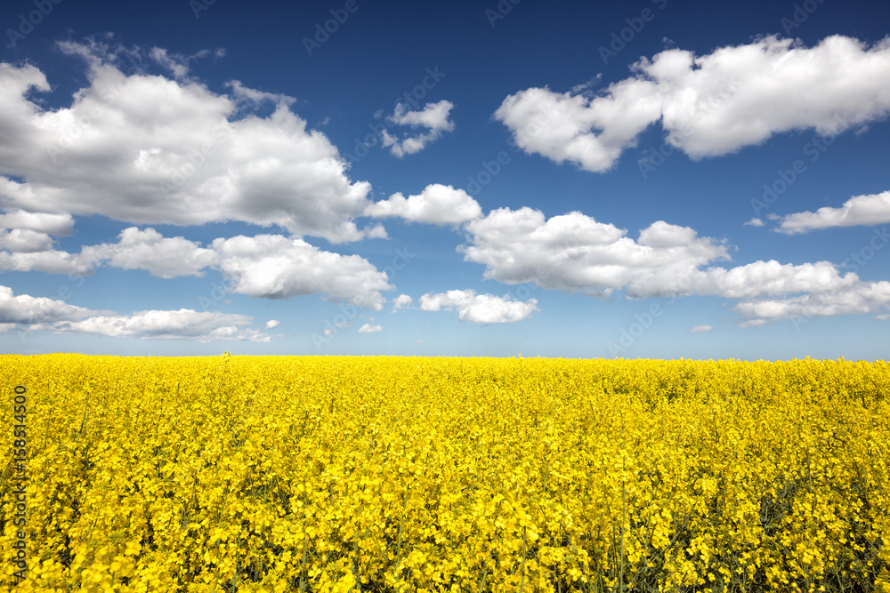 Rapeseed flower field on a sunny day Rapeseed flower field on a sunny day