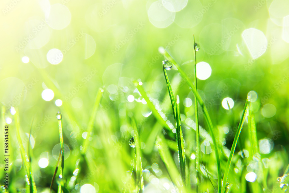Sparkling Grass Sparkling Grass