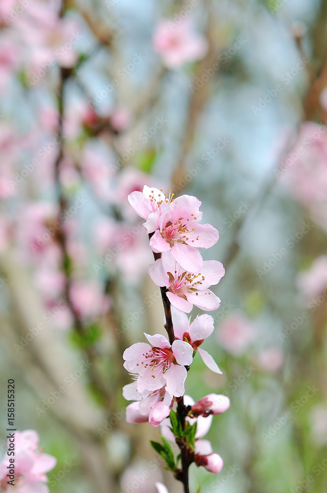 Obraz premium Cherry blossoms over blurred nature background