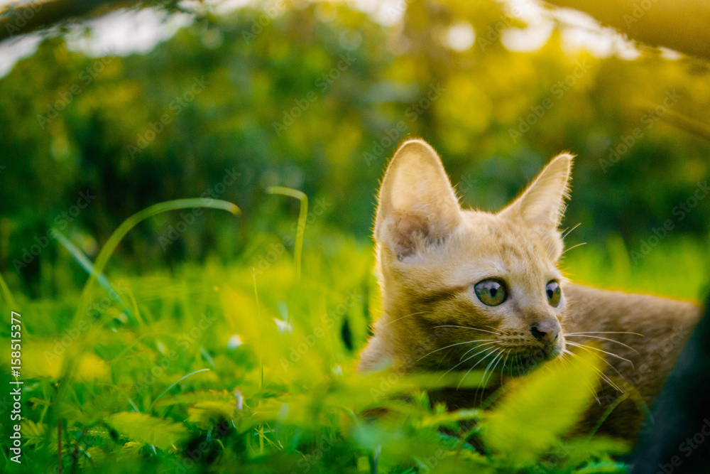 Cat on green grass Cat on green grass