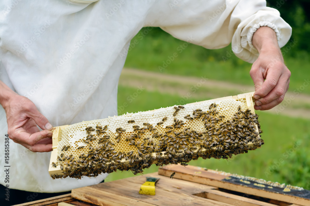 The beekeeper takes out from the hive honeycomb filled with fresh honey. Apiculture. The beekeeper takes out from the hive honeycomb filled with fresh honey. Apiculture.