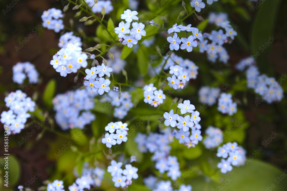 Blue forget-me-not flowers (lat.Myosotis) Blue forget-me-not flowers (lat.Myosotis)