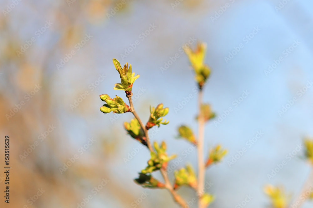 Cherry blossoms over blurred nature background Cherry blossoms over blurred nature background