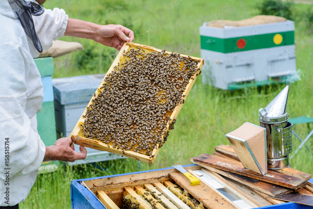 The beekeeper takes out from the hive honeycomb with bees. Apiculture. The beekeeper takes out from the hive honeycomb with bees. Apiculture.