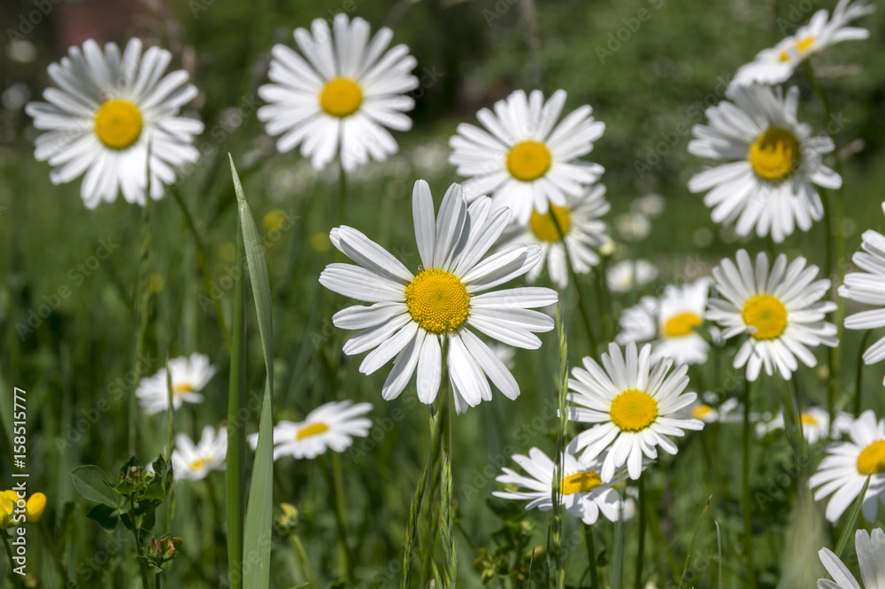 Leucanthemum vulgare meadows wild flower with white petals and yellow center in bloom Leucanthemum vulgare meadows wild flower with white petals and yellow center in bloom