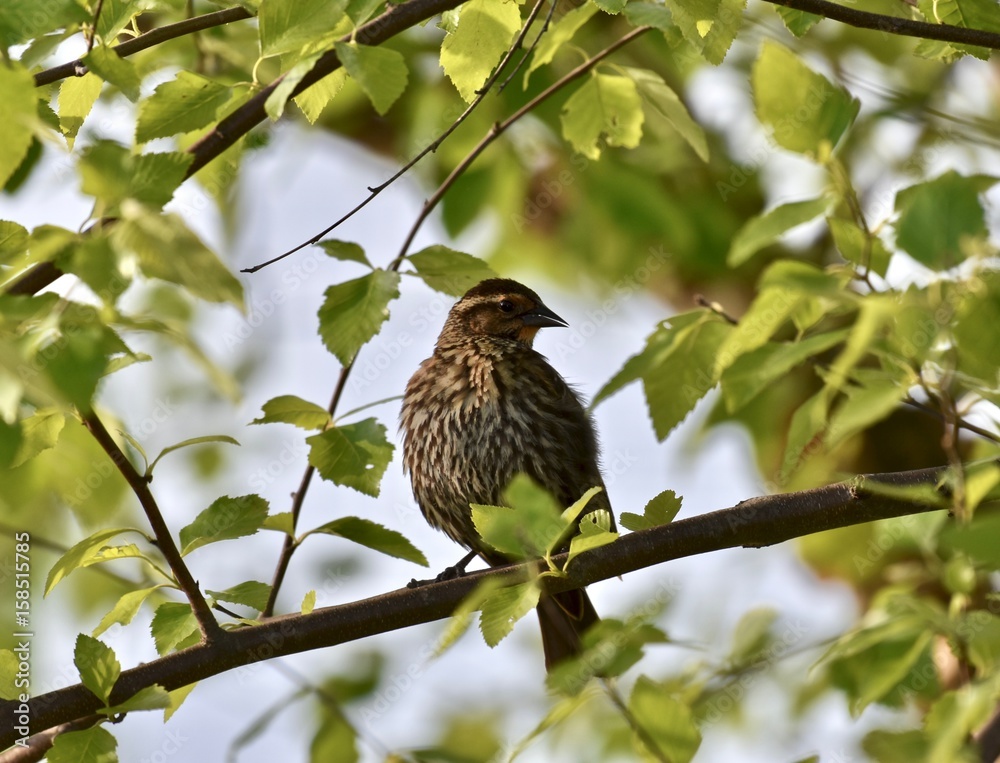 Sparrow (Passeridae) perched on a tree branch Sparrow (Passeridae) perched on a tree branch