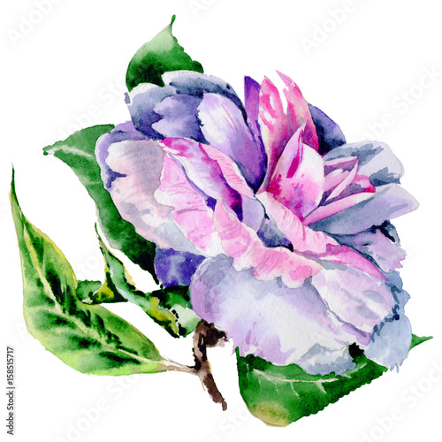 Fototapete Wildflower peony, camelia flower in a watercolor style isolated.