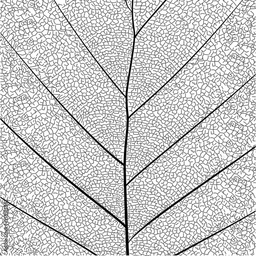 Botanical series Elegant detailed Single leaf  structure in sketch style black and white on white background 

