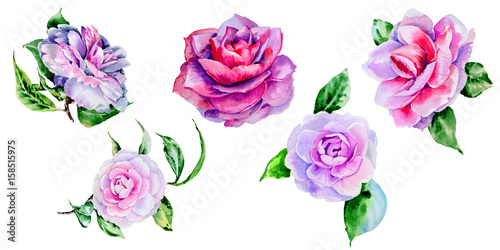 Valokuva Wildflower peony, camelia flower in a watercolor style isolated.