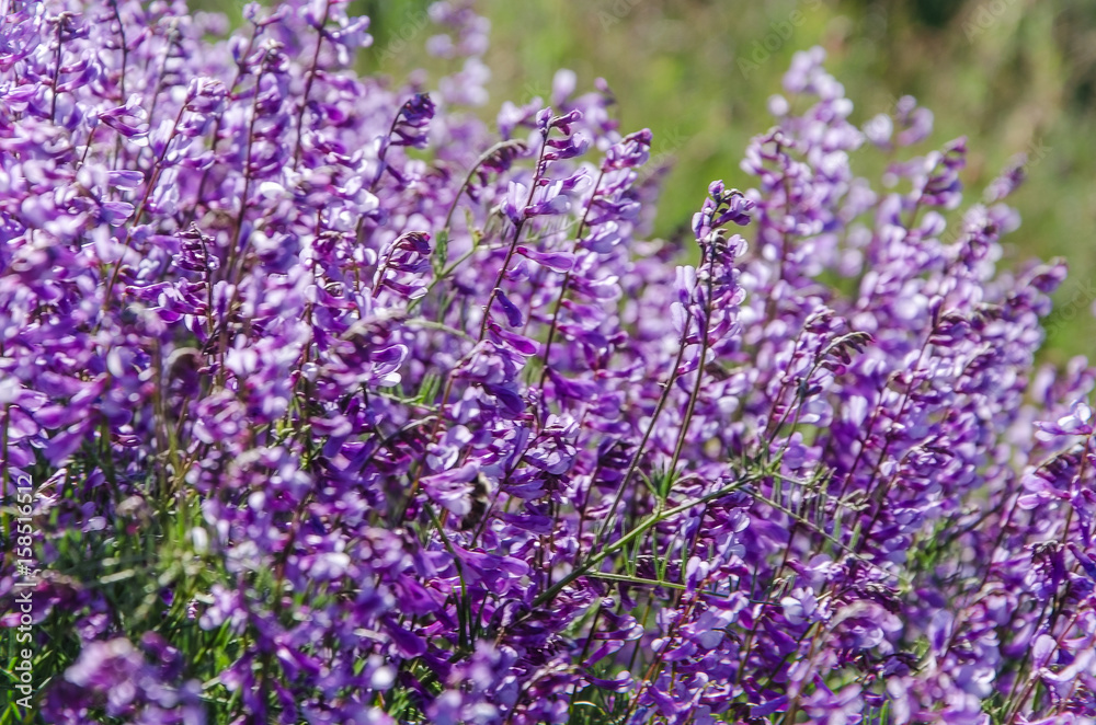 Fototapeta premium wildflowers in summer