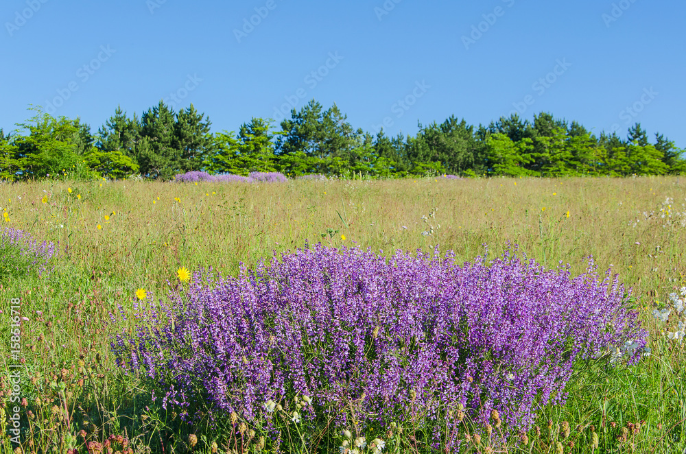 wildflowers in summer