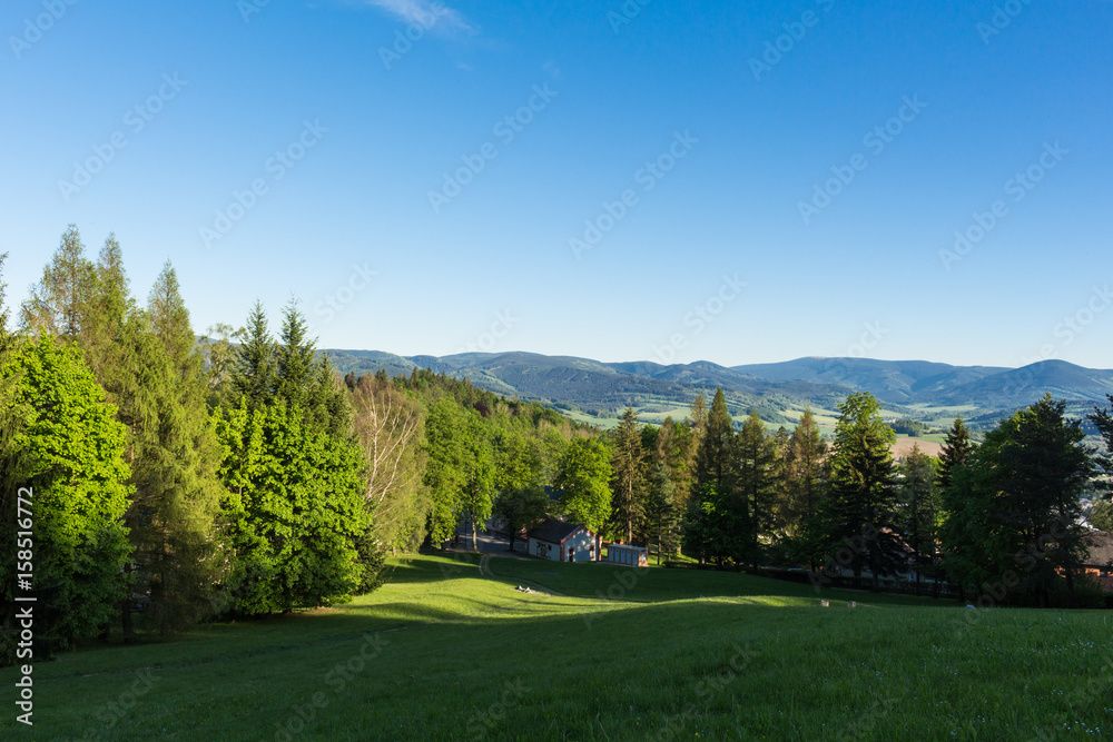 Summer landscape with green grass and blue sky