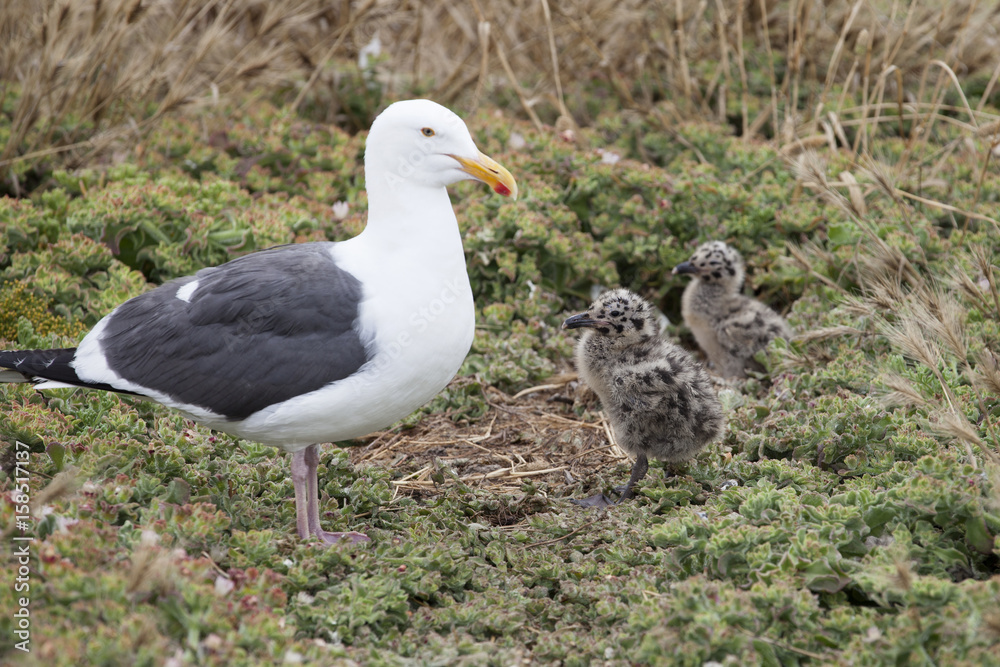 Seagull chicks with mother at Anacapa Island in Channel Islands National Park in Southern California.  