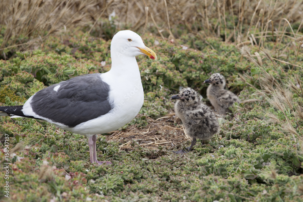 Seagull chicks with mother at Anacapa Island in Channel Islands National Park in Southern California. Seagull chicks with mother at Anacapa Island in Channel Islands National Park in Southern California.