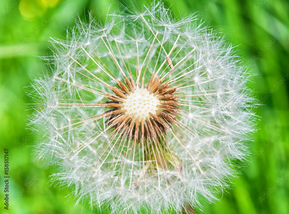 Fototapeta premium dandelion flower