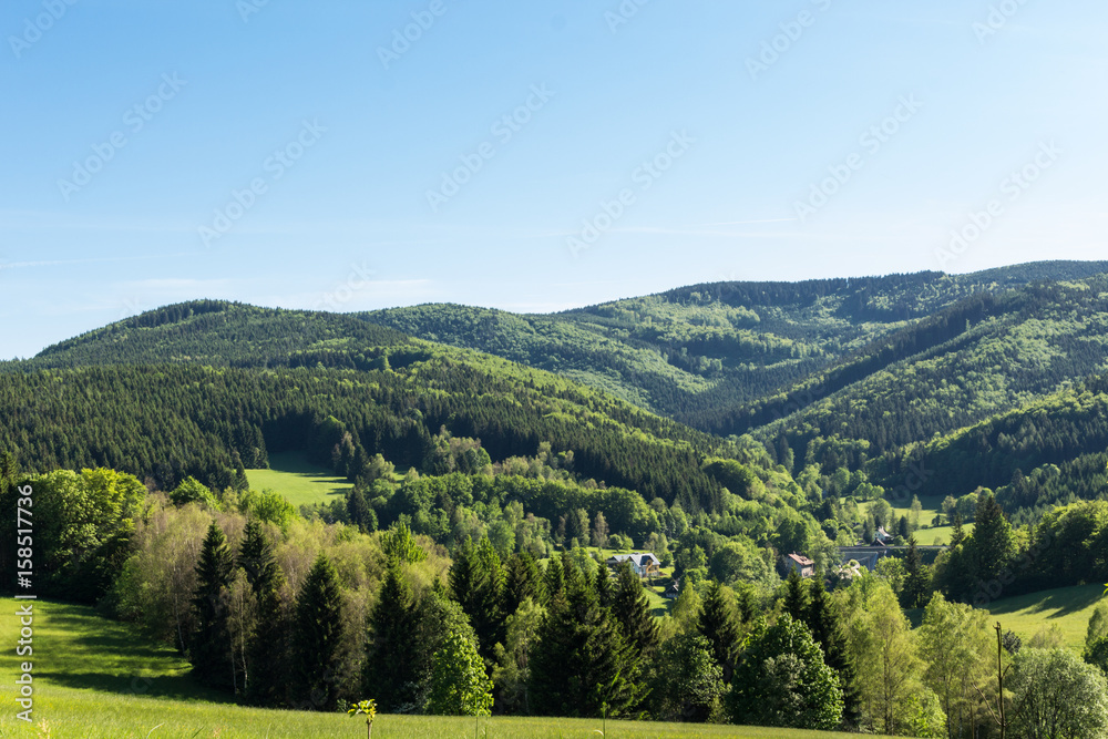 Obraz premium Summer landscape of young green forest with bright blue sky
