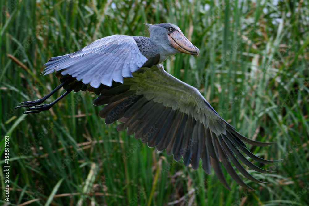 African Balaeniceps (Balaeniceps rex) is a large African bird from the order of the rocks, known especially because of its conspicuously shaped beak. African Balaeniceps (Balaeniceps rex) is a large African bird from the order of the rocks, known especially because of its conspicuously shaped beak.