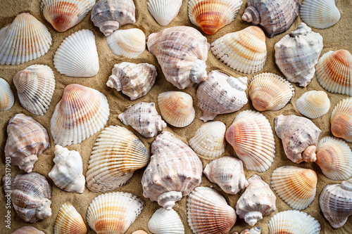 Sea shell on the sea beach. Summer rest.