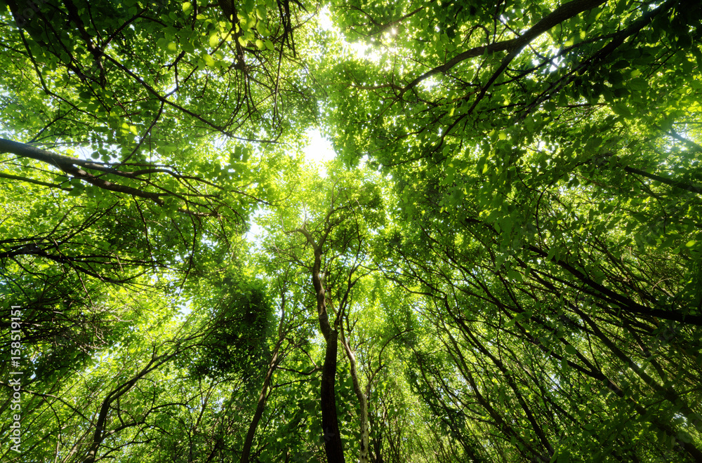 forest trees forest trees