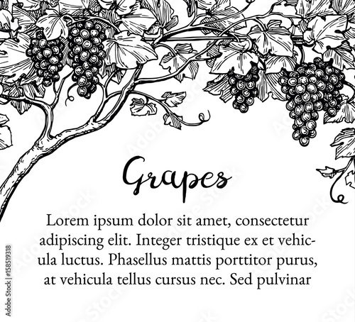Grapevine ink sketch