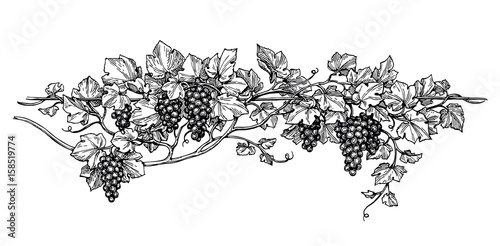 Grapevine ink sketch