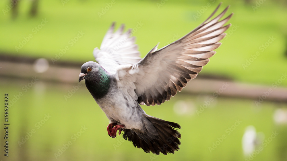 Fototapeta premium Landing Pigeon in the Park A