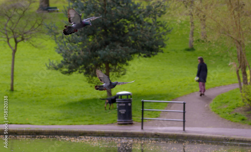 Landing Pigeon in the Park D