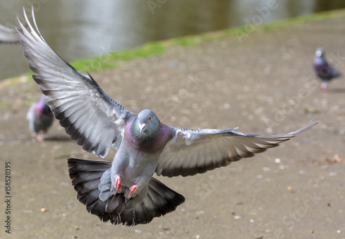 Landing Pigeon in the Park M