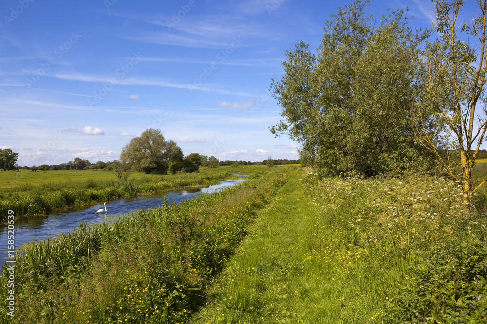 Obraz premium summer canal with swan